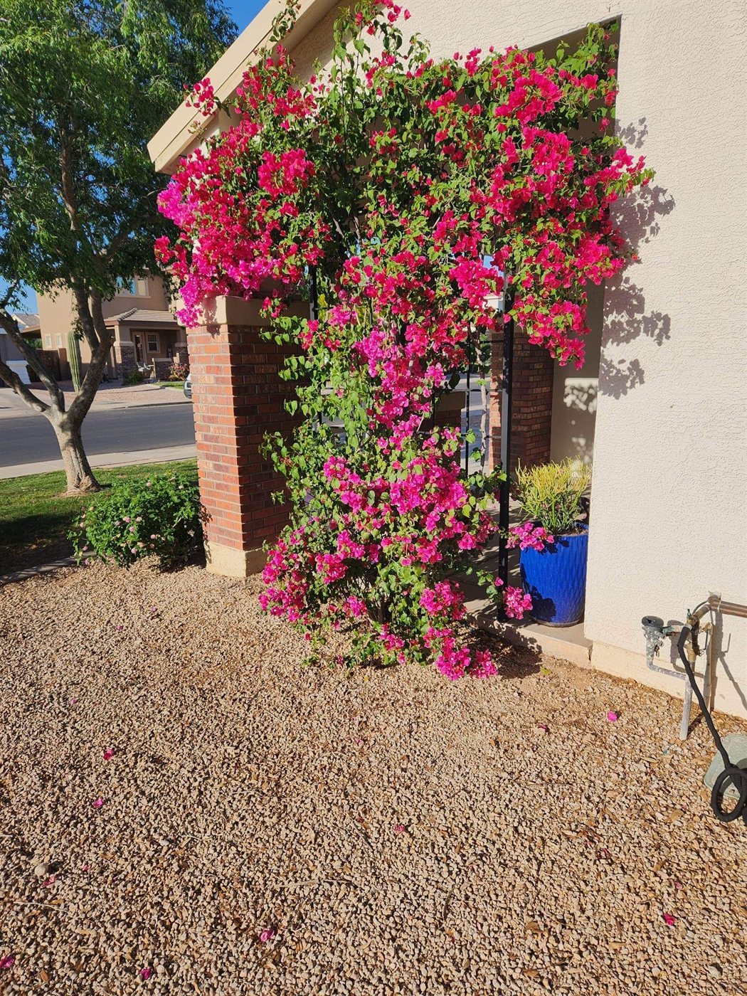 Bougainvillea climbing a custom black steel wall trellis