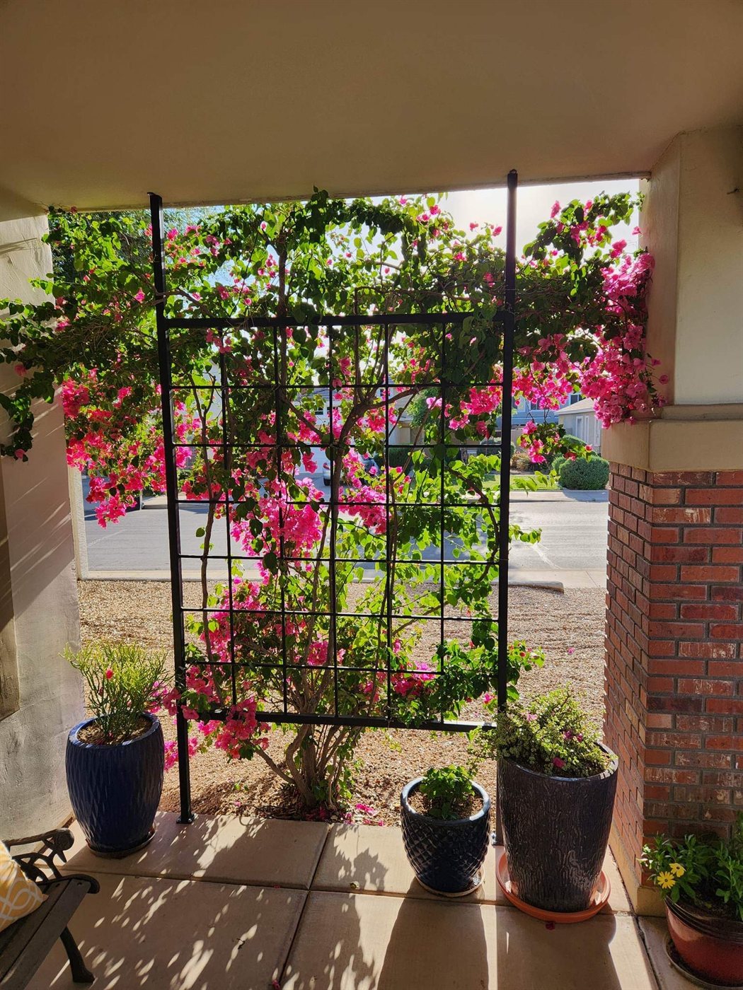 Bougainvillea on a freestanding courtyard entry trellis