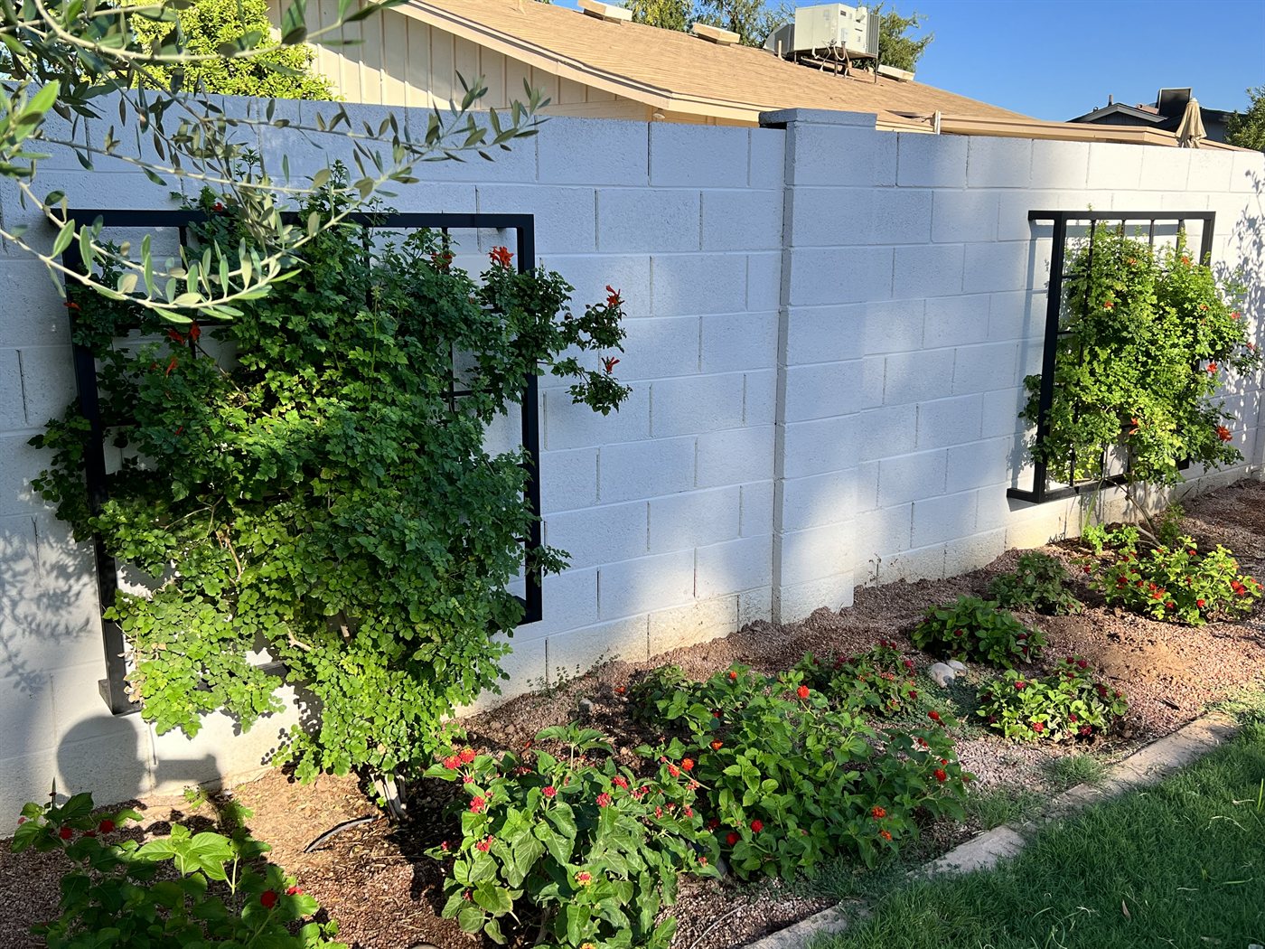 Two steel trellises on a white block wall above a flower garden