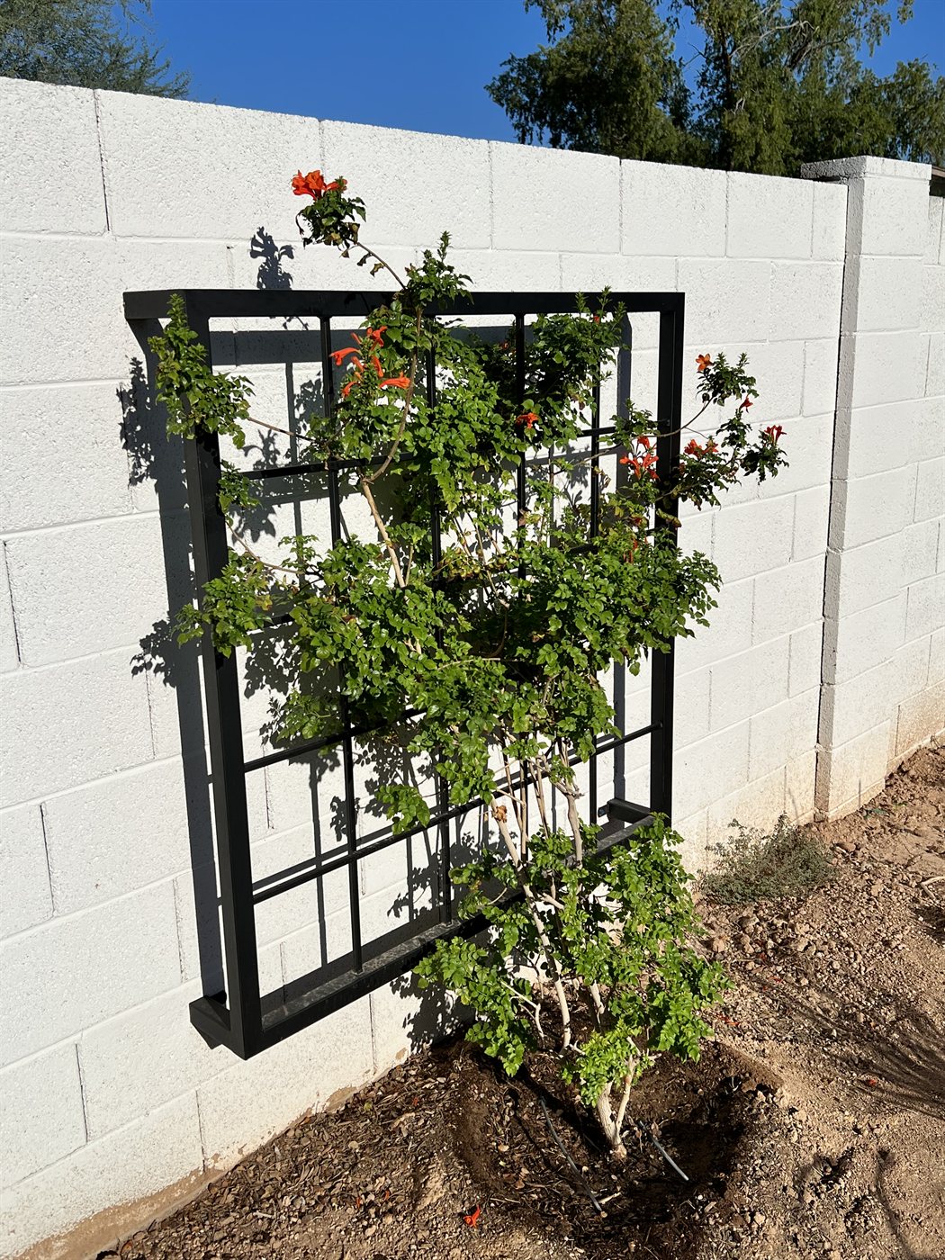 Trumpet vine with orange flowers on a square wall trellis